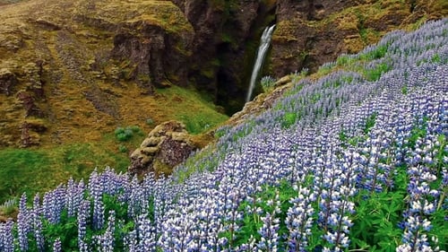 The Picturesque Landscapes of Forests and Mountains of Iceland. Wild Blue Lupine Blooming in Summer