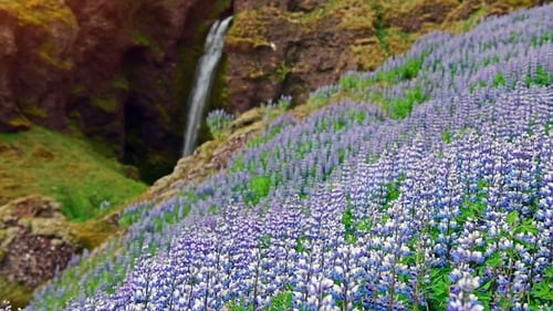 Les paysages pittoresques des forêts et des montagnes d'Islande. Lupin bleu sauvage qui fleurit en été