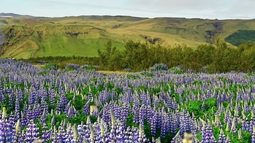 The Picturesque Landscapes of Forests and Mountains of Iceland. Wild Blue Lupine Blooming