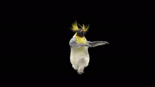 Pinguin tanzen 4K