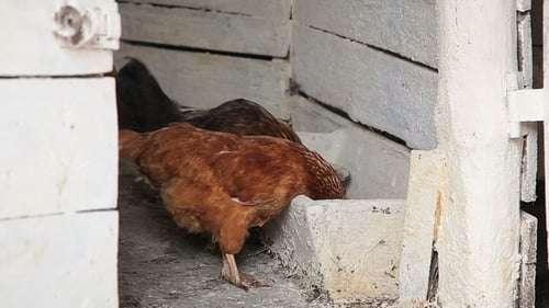 Chickens Eating Food Inside White Rustic Structure