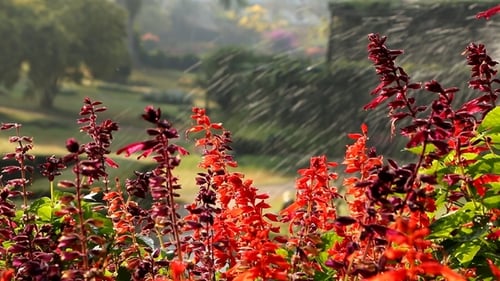 Garden Water Sprinkler And Flowers 1077