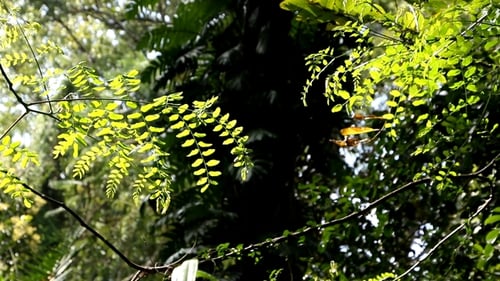 Fern Plants And Trees In Nature 0927
