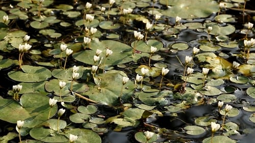 Lily Pond Oberflächenvegetation