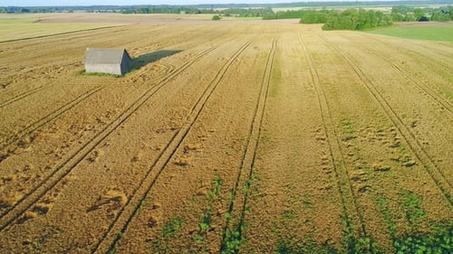 Wheat Field Aerial