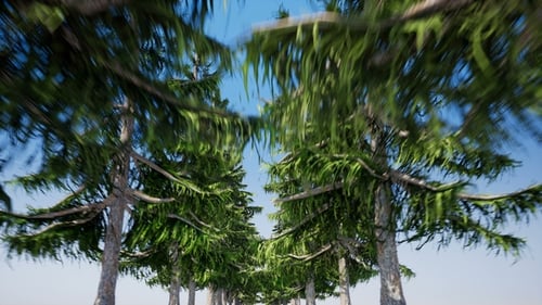 Movement Through the Alley of Spruce