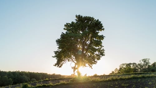 Solitary Tree on Green Meadow at Sunset. One Tree at Field
