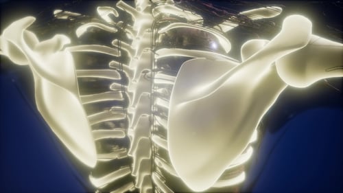 Glowing Human Spine and Shoulder Bones Scientific Animation