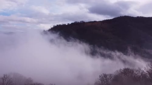 Fog In Forest V3