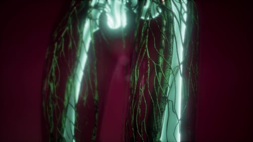 Futuristic 3D Human Skeleton and Nervous System Medical Animation