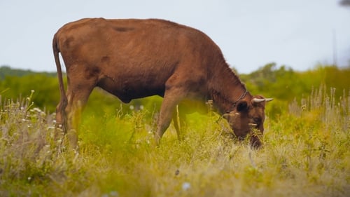 Brown Cow Grazing in Green Meadow