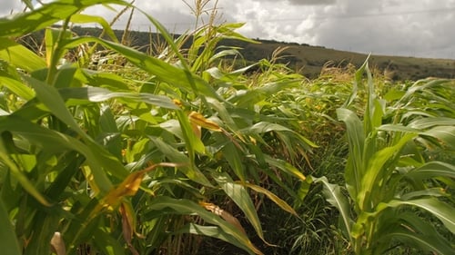 Campo de milho no verão