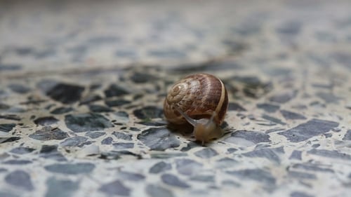 The Snail Is Crawling on the Stone Floor