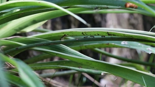 Black Ants on the Green Leaf in Tropical Rain Forest.