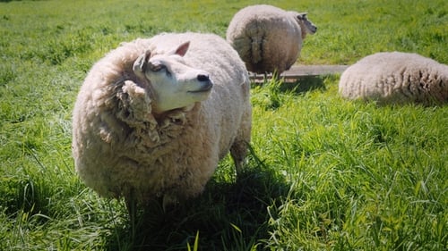 Sheep Eating Juicy Grass on a Green Meadow