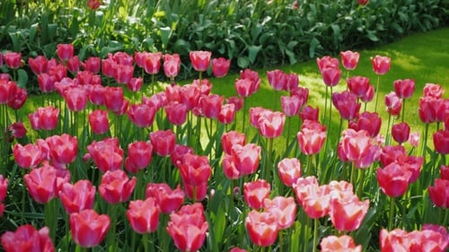 Tulipes roses dans le parc ensoleillé des Pays-Bas