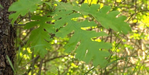 Vibrant Green Oak Leaves in Forest Setting