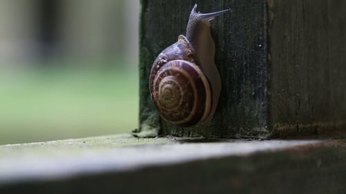 Snail Ascending a Wooden Post in Close-Up