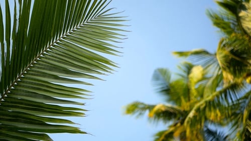 Coconut Palm Trees Crowns Against Blue Sunny Sky Perspective View From the Ground