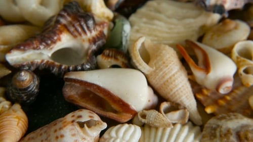 Different Mixed Colorful Seashells As Background. Various Corals, Marine Mollusk and Scallop Shells.