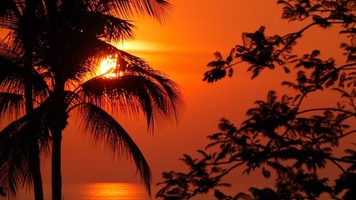 Palm Tree Silhouettes on Tropical Beach at Vivid Sunset Time