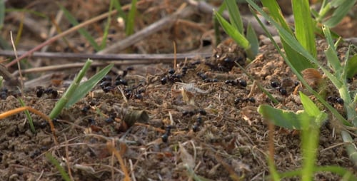 Ants