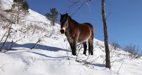 Horse Stands on Snowy Hillside in Winter