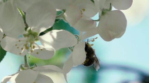 Bee Pollinating White Blossoms on a Sunny Day
