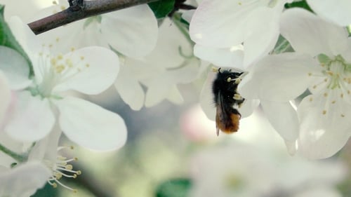 Fuzzy Bumblebee Foraging on Delicate White Blossoms