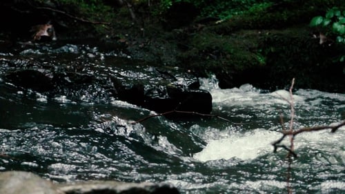 Footage. Flowing Water Over Stones in Mountines River
