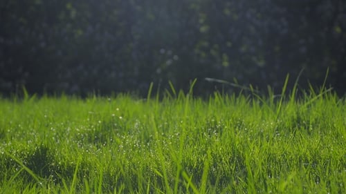 Green Grass at Dawn, Droplets of Dew in Backlight. Juicy Green Color.