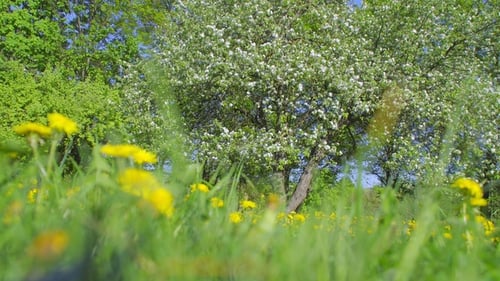 Spring Dandelions and Blooming Trees on Sunny Day