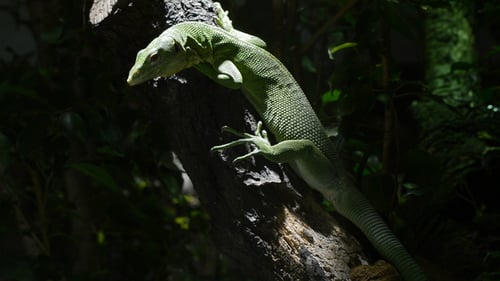 Emerald Tree Monitor Lizard