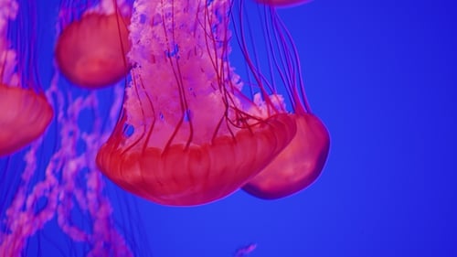 Graceful Jellyfish Swimming in a Tropical Blue Ocean