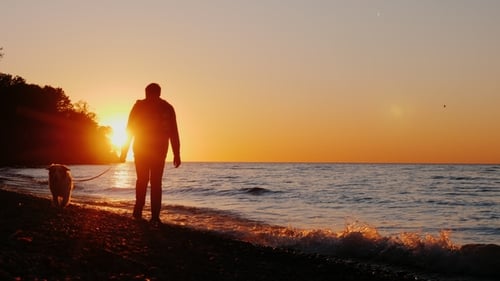 A Lonely Man Walks with a Dog Near the Lake or the Sea at Sunset