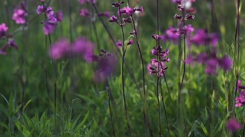 Field of Pink Flowers