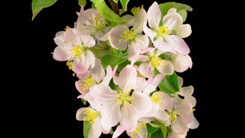 White Apple Tree Flowers