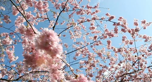 Flowering Cherry