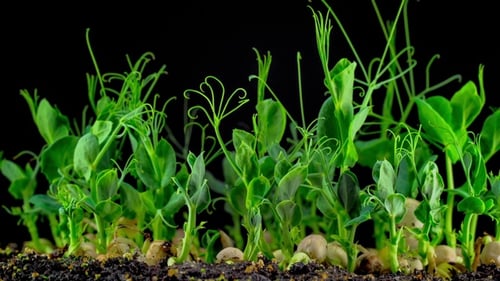 Seedlings Sprouting and Growing in Time Lapse
