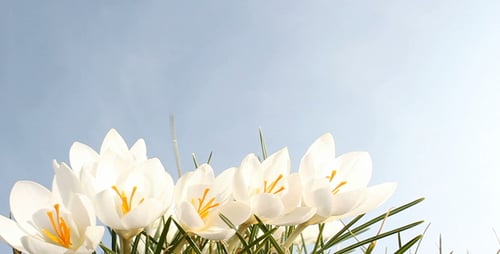 Close-Up of White Spring Flowers Blooming