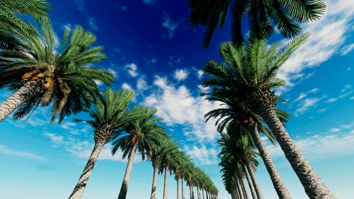 Low Angle Drive Through a Sunny Palm Tree Avenue
