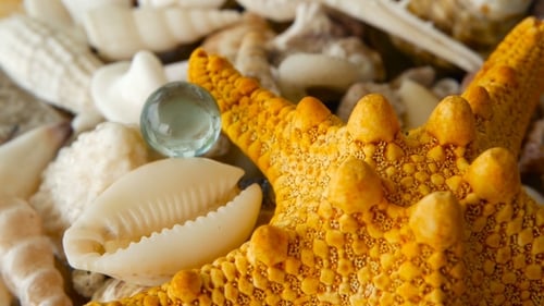 Verschiedene gemischte bunte Muscheln als Hintergrund. Verschiedene Korallen, Meeresmollusken und Jakobsmuscheln.