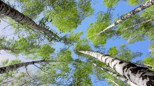 Trees