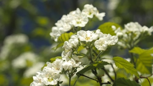 Blooming Garden. Branches of Fruit Tree in Spring. White Flowers . Inflorescences of Hawthorn.
