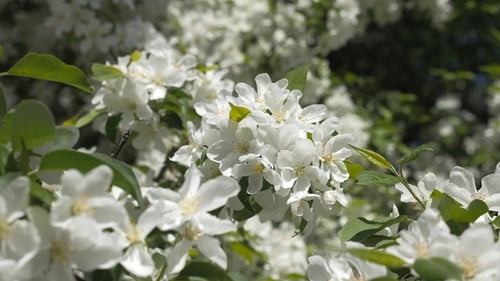 Blooming Garden. Branches of Fruit Tree in Spring. White Flowers . The Color of the Cherry.