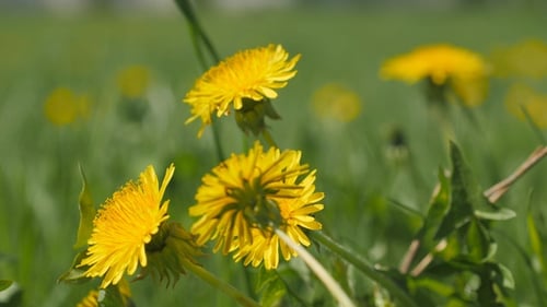 Yellow Dandelion Flowers Among Green Grass
