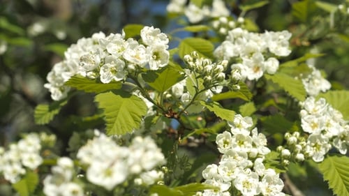 Blooming Garden. Branches of Fruit Tree in Spring. White Flowers . Inflorescences of Hawthorn.