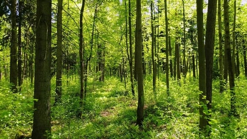 Flying Between the Trees in the Spring Forest.
