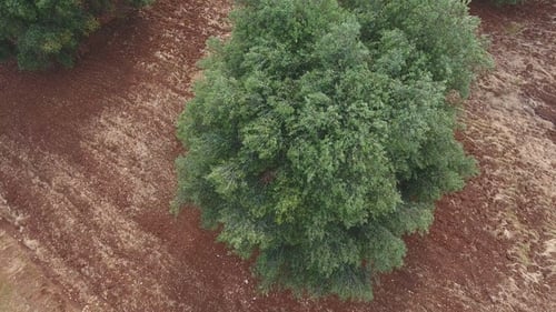 Aerial View of Old Olive Trees, Olive Plantation in South Italy