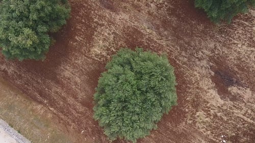 Aerial View of Old Olive Trees, Olive Plantation in South Italy